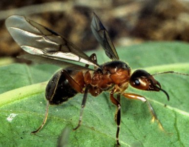 Esta é uma formiga-rainha.